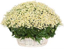 Цветочная композиция из Ромашки в корзине #REPLACE_PRED# Суханово